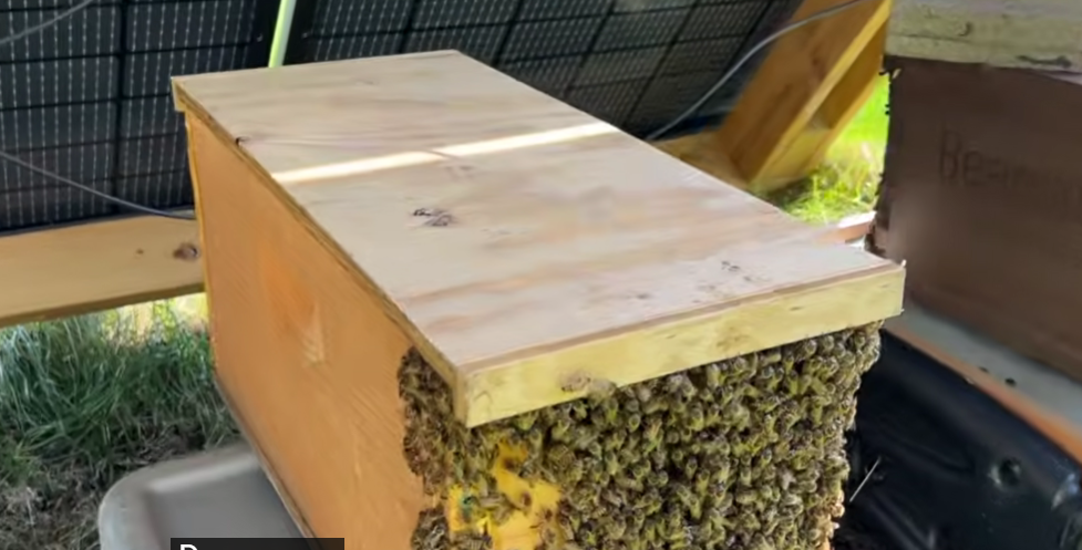 How to Protect Your Bees During Extreme Heat (And Stay Safe Yourself)