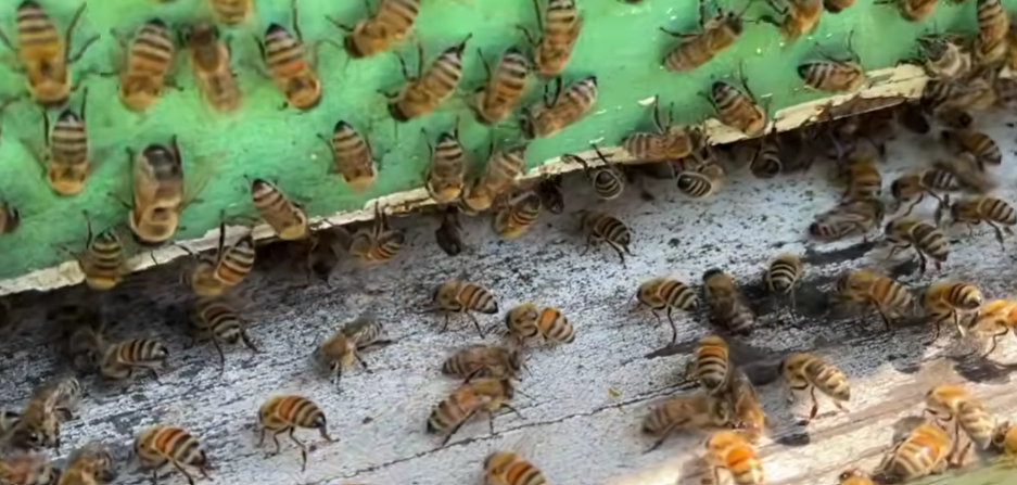 Honeybees fanning wings at the entrance to cool the hive